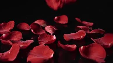 4k实拍红玫瑰玫瑰花520情人节浪漫空镜视频的预览图